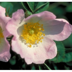  Eglantine  (Wild  Rose)  -  Apathie 