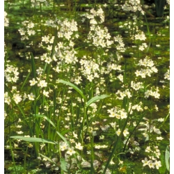  Hottonie  des  Marais  (Water  Violet)  -  Solitaire 