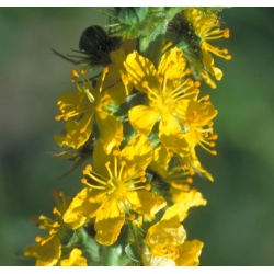  Aigremoine  (Agrimony)-  Dissimulation 