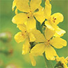 Agrimony