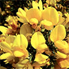 Gorse