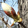 Chestnut Bud