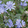 Chicory