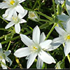 Star of Bethlehem