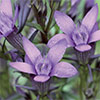 Gentian