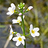 Water Violet