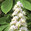 White Chestnut