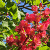 Red Chestnut