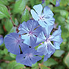 Plumbago